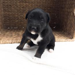 Chucky - Black tri-color male Australian Shepherd puppy in Unionville, Iowa from Soap Creek Kennels