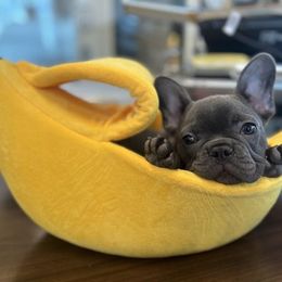 French Bulldog Puppies from FOSTERS FRENCHIES