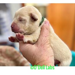 Bethlehem - Yellow male Labrador Retriever puppy in Sullivan, Missouri from O’Dell Labs