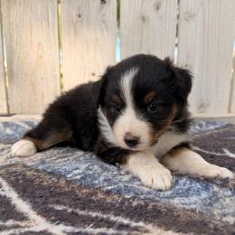 Buckle - Black tri-color female Australian Shepherd puppy in Vernal, Utah from Dancing M Australian Shepherds