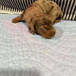 Light Dapple Female - Dapple female Dachshund puppy in Wayland, Iowa from CR Kennels
