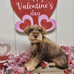 Crete - Liver male Miniature Schnauzer puppy in Huntington, Utah from Schnauzers on Robinson Lane