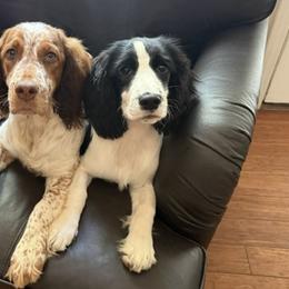 English Springer Spaniels from House Tiner Springers