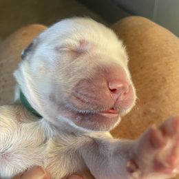 Green Boy - Light golden male Golden Retriever puppy in Peoria, Arizona from Westwing Retrievers