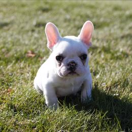 Apple Juice - Cream male French Bulldog puppy in Warsaw, New York from Hillview Kennels