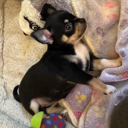 Vivian - Black and white female Chihuahua puppy in Brooklyn, Connecticut from Ladybug Chihuahuas