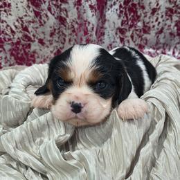 Sally - Tri-color female Cavalier King Charles Spaniel puppy in Neosho, Missouri from Pups on the Ridge