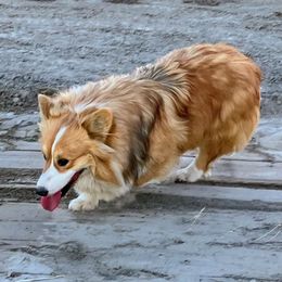 2.0 - Pembroke Welsh Corgi