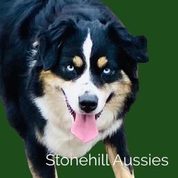 Miniature Australian Shepherd All Grown Up from Stonehill Aussies