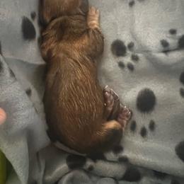 Tommy - Chocolate and tan male Dachshund puppy in Highland, California from BAES Teufelshunde
