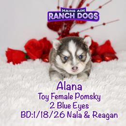 Alana - Blue female Pomsky puppy in Humeston, Iowa from M.A.R. Dogs