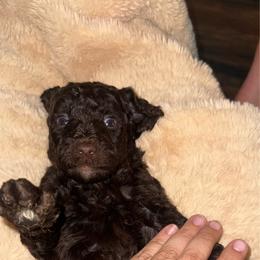 Puppy 2 - Brown male Poodle puppy in Rialto, California from Boston & Sky