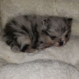 Armani - Blue merle male Pomeranian puppy in Weatherford, Texas from Jeweled Poms