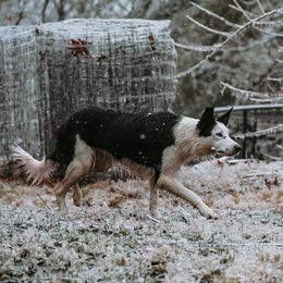 Border Collies from High Frequency