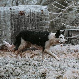 Border Collies from High Frequency