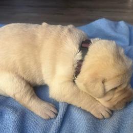 Minevra (female) - Yellow female Labrador Retriever puppy in Durango, Colorado from Burress Family Farm and Kennels