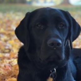 Labrador Retrievers from Premium Labradors of Ontario