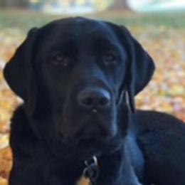 Labrador Retrievers from Premium Labradors of Ontario