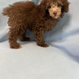 Teddy - Brown male Poodle puppy in Bell, Florida from BellCrist Little bits