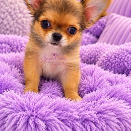 Chihuahua Puppies from Sugar Cookie Chihuahuas