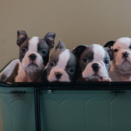 Boston Terriers from Mae Boston Terriers