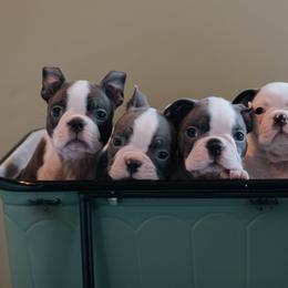 Boston Terriers from Mae Boston Terriers