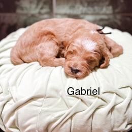 Gabriel - Apricot male Goldendoodle puppy in Pasco, Washington from Camp Doodle Woods