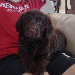 Millie - Chocolate female Labradoodle puppy in Apache Junction, Arizona from Loving Doodle