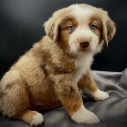 Milo (Natural Tail) - Red merle male Miniature Australian Shepherd puppy in Liberty, South Carolina from Alexander Canines