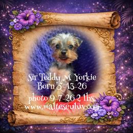 Teddy - Black and tan male Yorkshire Terrier puppy in Silverhill, Alabama from Malteseuluv’s Tiny Treasurers