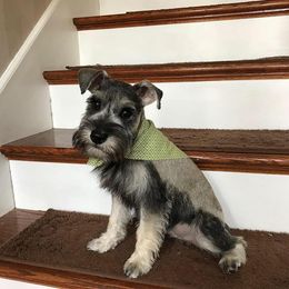 Miniature Schnauzer Puppies from Pierhaus Minature Schnauzers