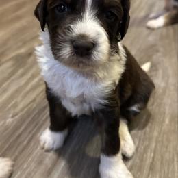 Boy 4 - Brown and white male Aussiedoodle puppy in Hillsboro, Illinois from Perfect Paws Puppies
