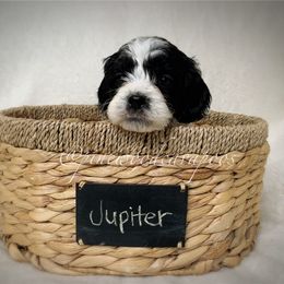 Cavapoo Puppies from Pinewood Cavapoos