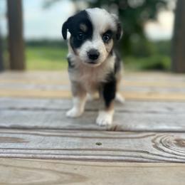 Patch - Blue merle female Miniature Australian Shepherd puppy in Doddridge, Arkansas from Huddleston Farm