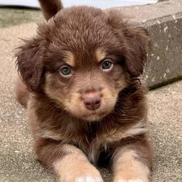 Dopey - Red tri male Miniature Australian Shepherd puppy in Mc Lean, Illinois from Kickapoo Creek Toy & Mini Aussies