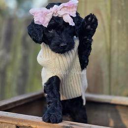 Prosa - Black female Goldendoodle puppy in Centreville, Mississippi from Trin's Designer Doodles