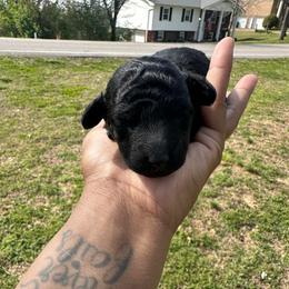 Astro (Champion Bloodline AKC) - Black male Poodle puppy in Chattanooga, Tennessee from SoftPaw Kennels