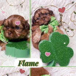 Flame - Red male Shih Tzu puppy in Coolidge, Arizona from Shih Tzu’s  ‘N’ Love