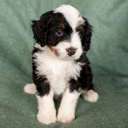 Onyx - Tri-color Bernedoodle puppy in New River, Arizona from Sonoran Standard Doodles