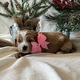 Pink Collar Female - Red  female Goldendoodle puppy in Bradenton, Florida from Suncoast Goldendoodles