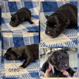 Oreo - Black and white male Siberian Husky puppy in Coshocton, Ohio from Wyant Farms