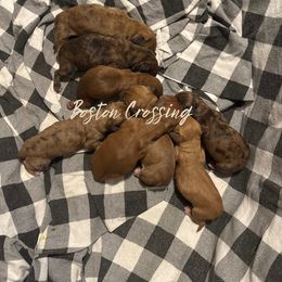 Dachshund Puppies from Boston Crossing