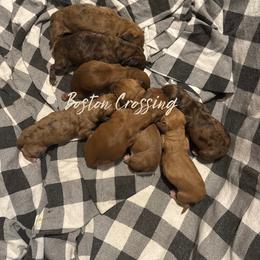 Dachshund Puppies from Boston Crossing