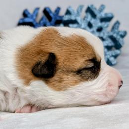 Peppermint Patty aka Patsy Cline - Sable and white female American Corgi puppy in Clarksville, Tennessee from Cold Creek Family Farm LLC