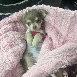 3 girl BELLE - Blue and tan female Chihuahua puppy in Polo, Missouri from Blue Tails Farm