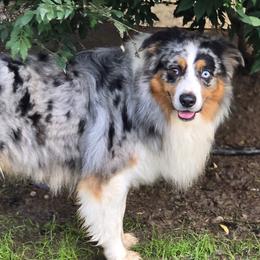 Tucker - Australian Shepherd