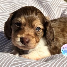 Boy 3 - Chocolate and cream male Dachshund puppy in Houston, Texas from L&L 4D Dancer’s Dachshunds