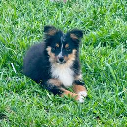 Blake - Black tri male Toy Australian Shepherd puppy in Troy, South Carolina from Stockman Farms