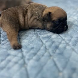 French Bulldog Puppies from Lazy Daisy