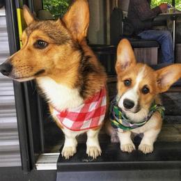 Australian Shepherd and Pembroke Welsh Corgi Puppies from Salt Creek Farm Dogs